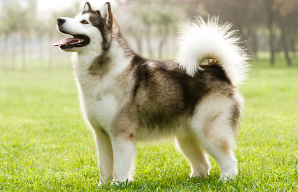 Alaskan Malamute