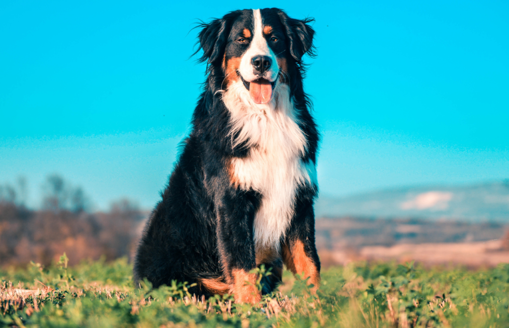 Bernese Mountain Dog