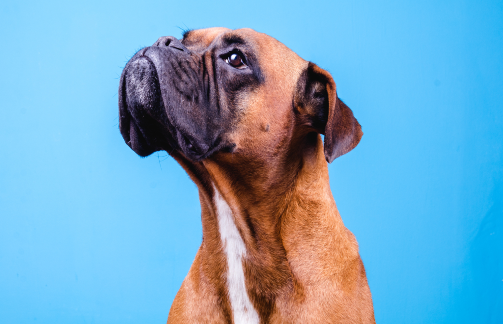 Boxer dog poland popular dog breed