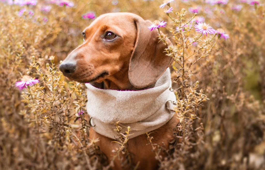 dachshund