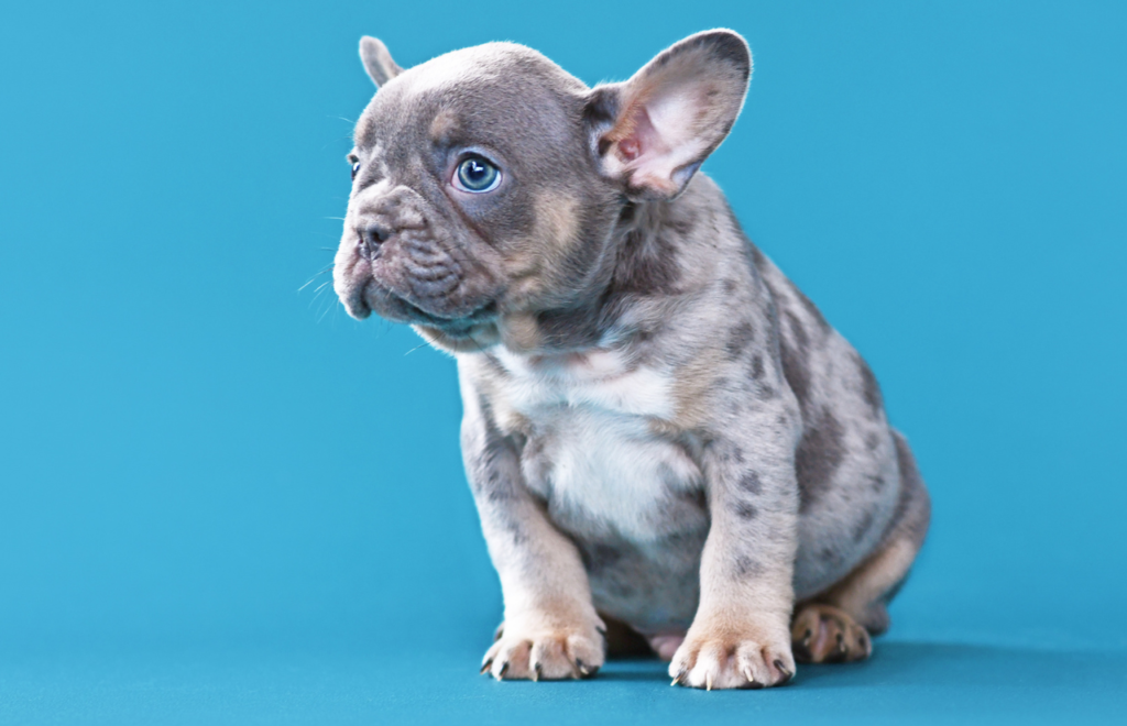 french bulldog australia