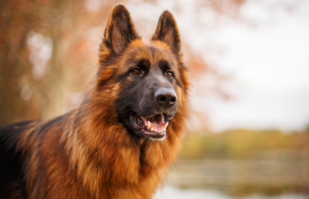 german shepherd popular breeds in italy