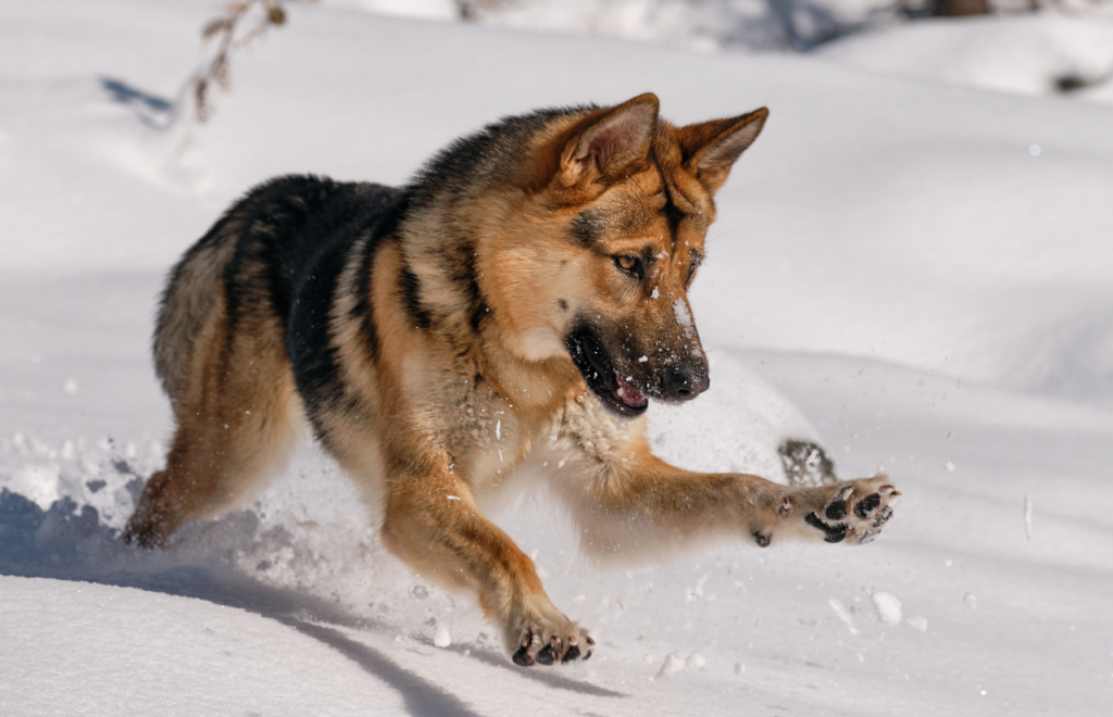 most popular dog breeds in poland