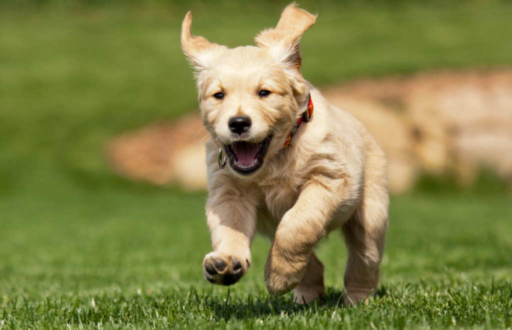 popular dog breeds in poland