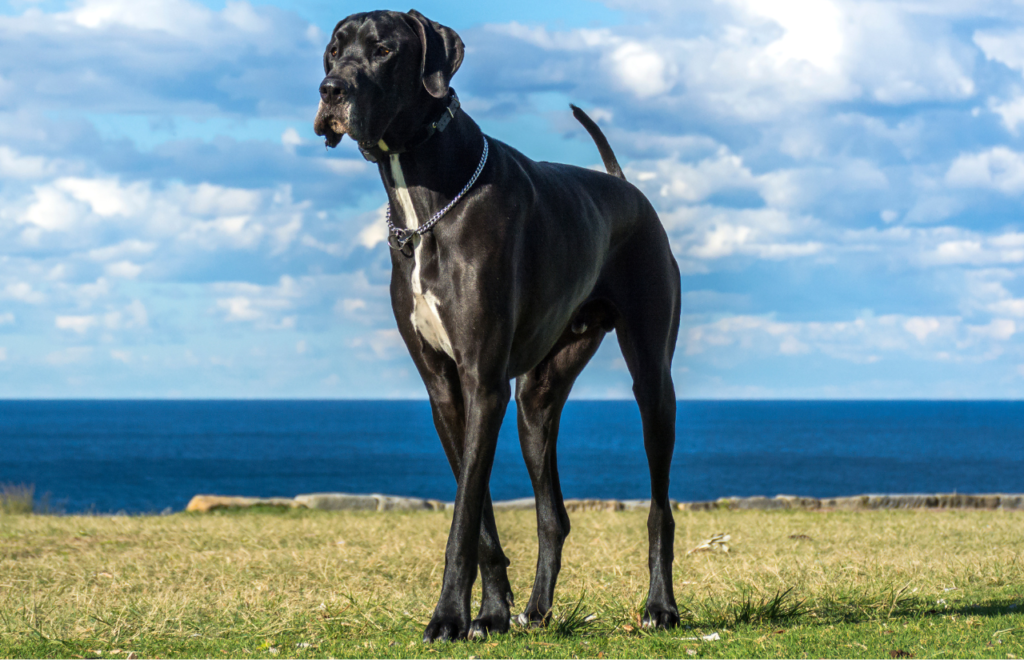 Great Dane - large dog breeds