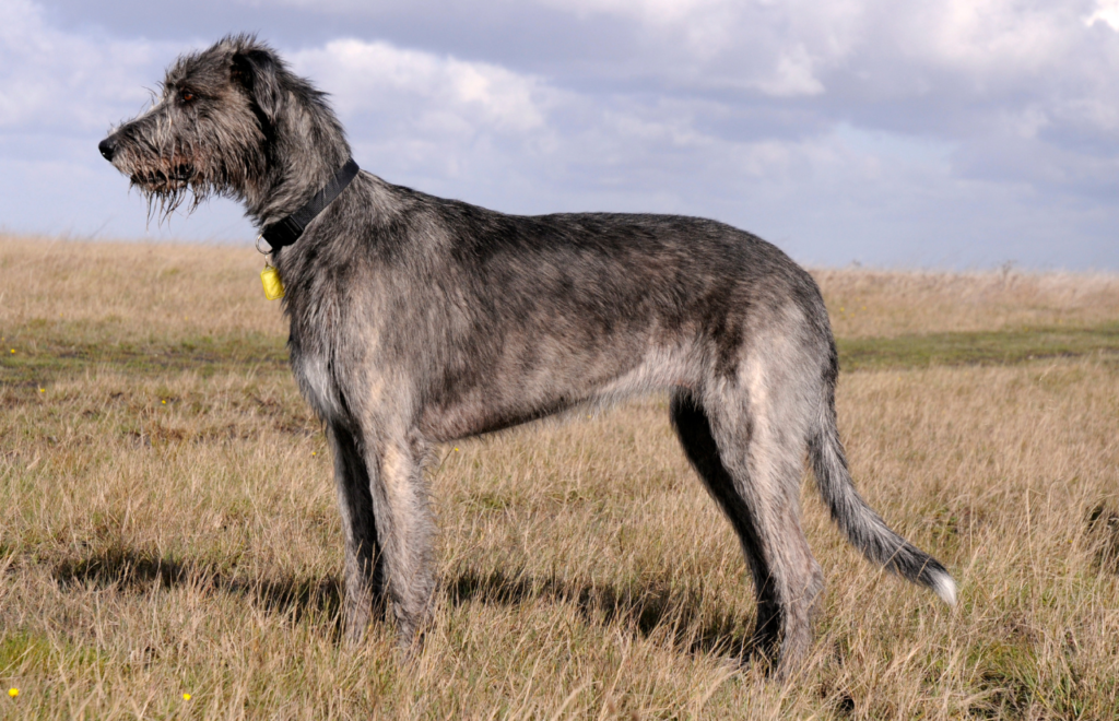 Irish Wolfhound - large dog breeds