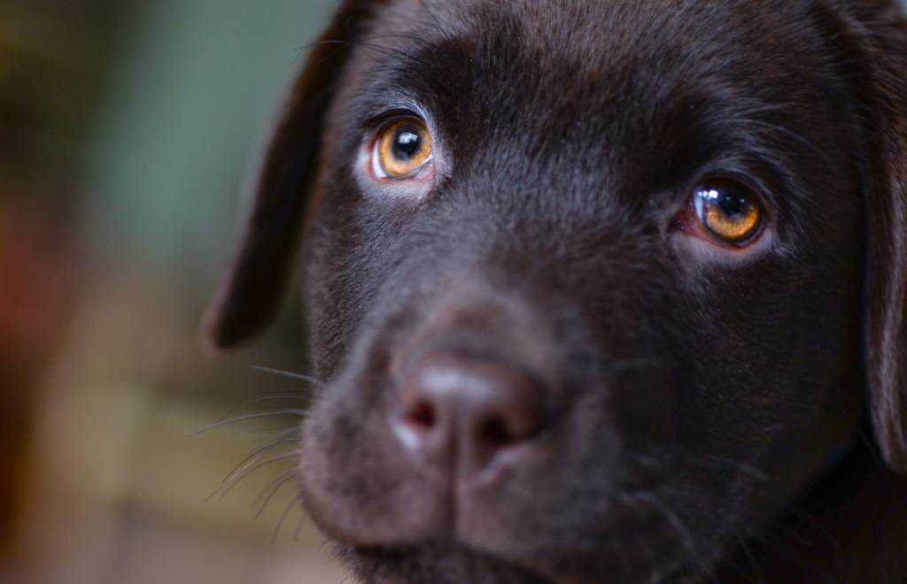 labrador most popular dog breeds in italy