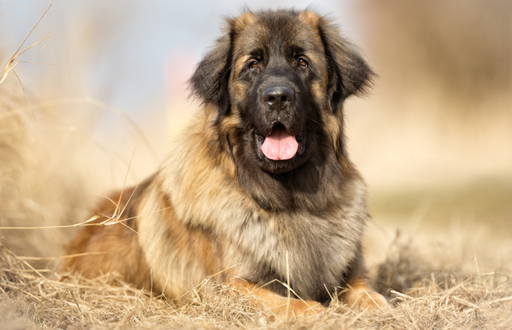 Leonberger