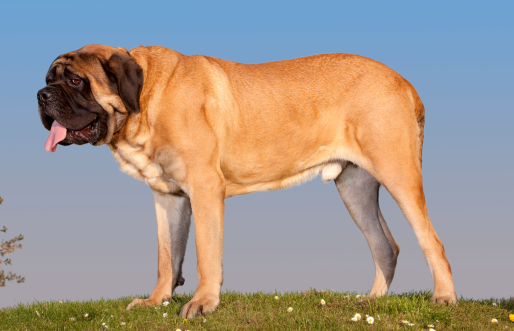 Mastiff - large dog breeds