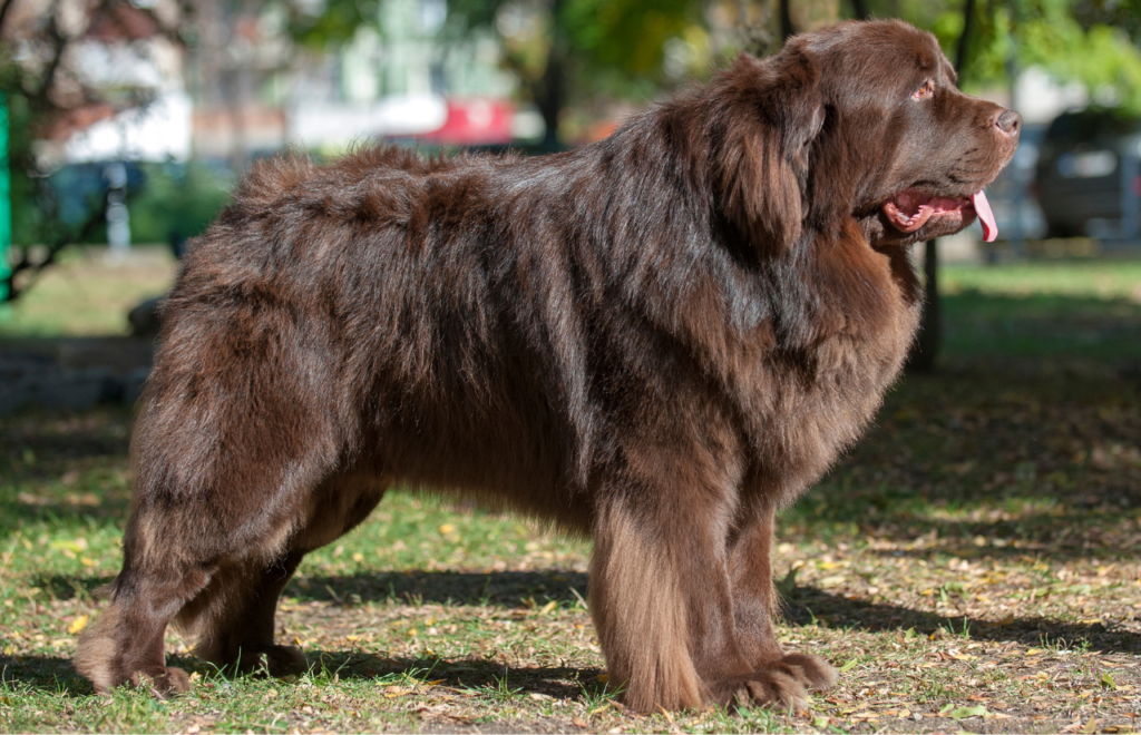 Newfoundland - large dog breeds