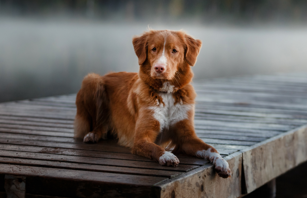 Red Nova Scotia Duck Tolling Retriever