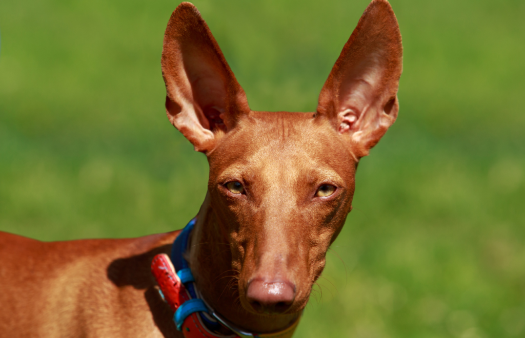 Red Pharaoh Hound