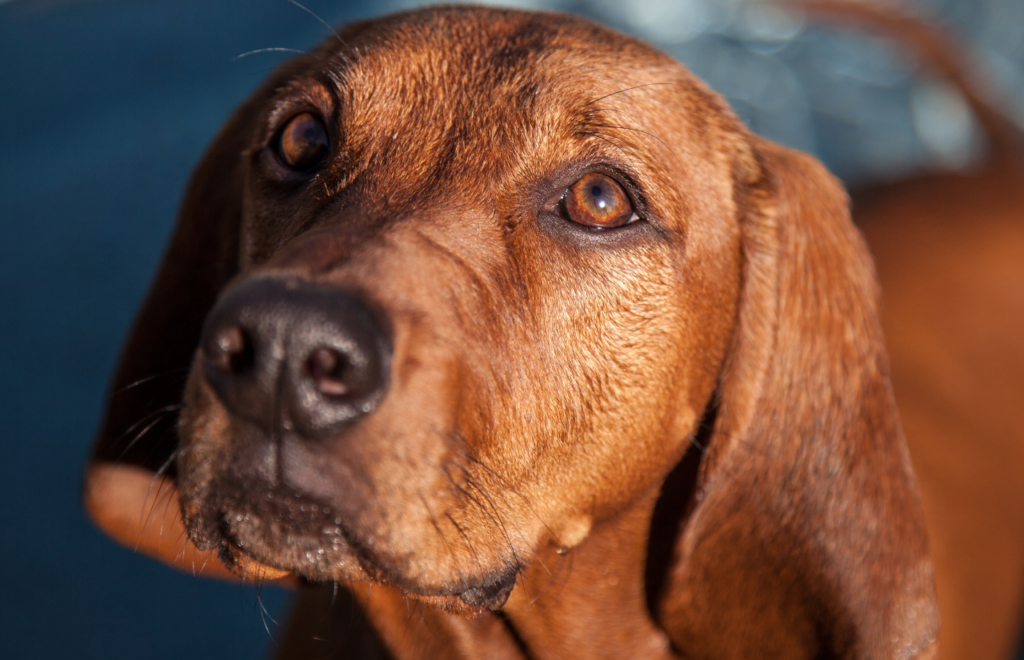 Redbone Coonhound