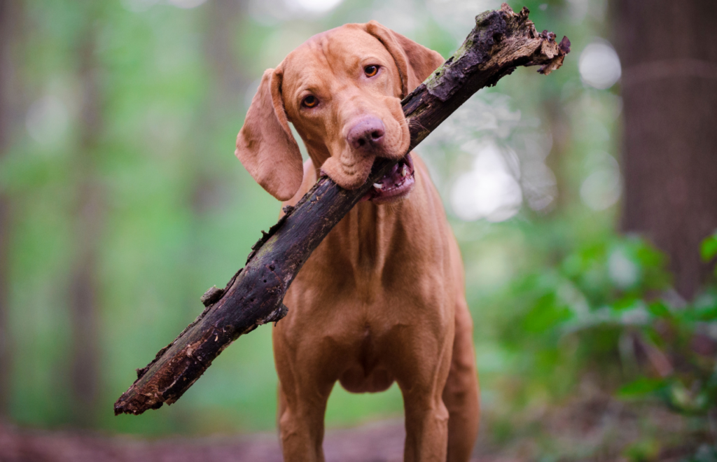 Red Vizla - red dog breeds