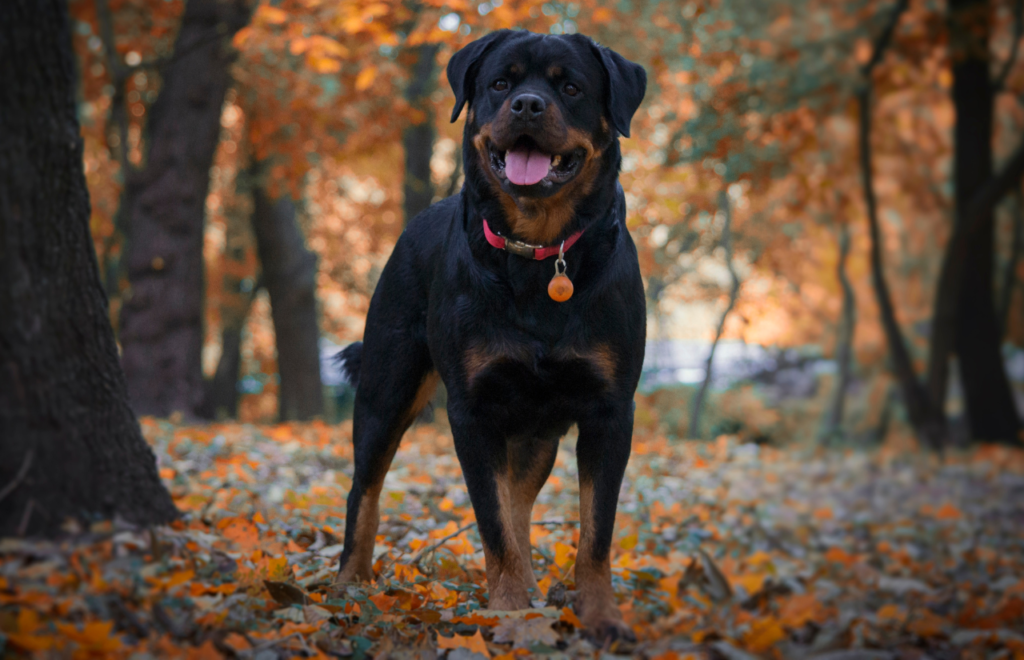 Rottweiler