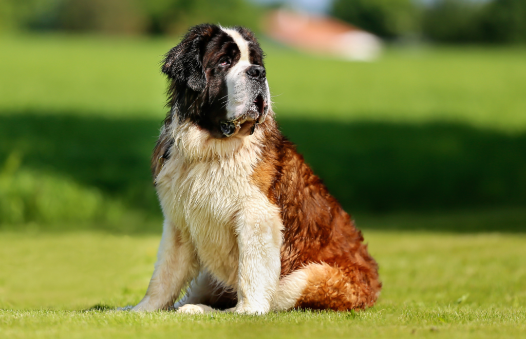 Saint Bernard - large dog breeds