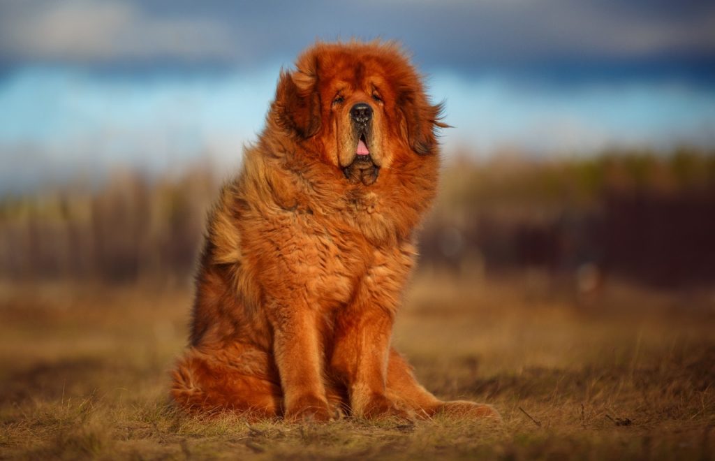 chinese dog breed