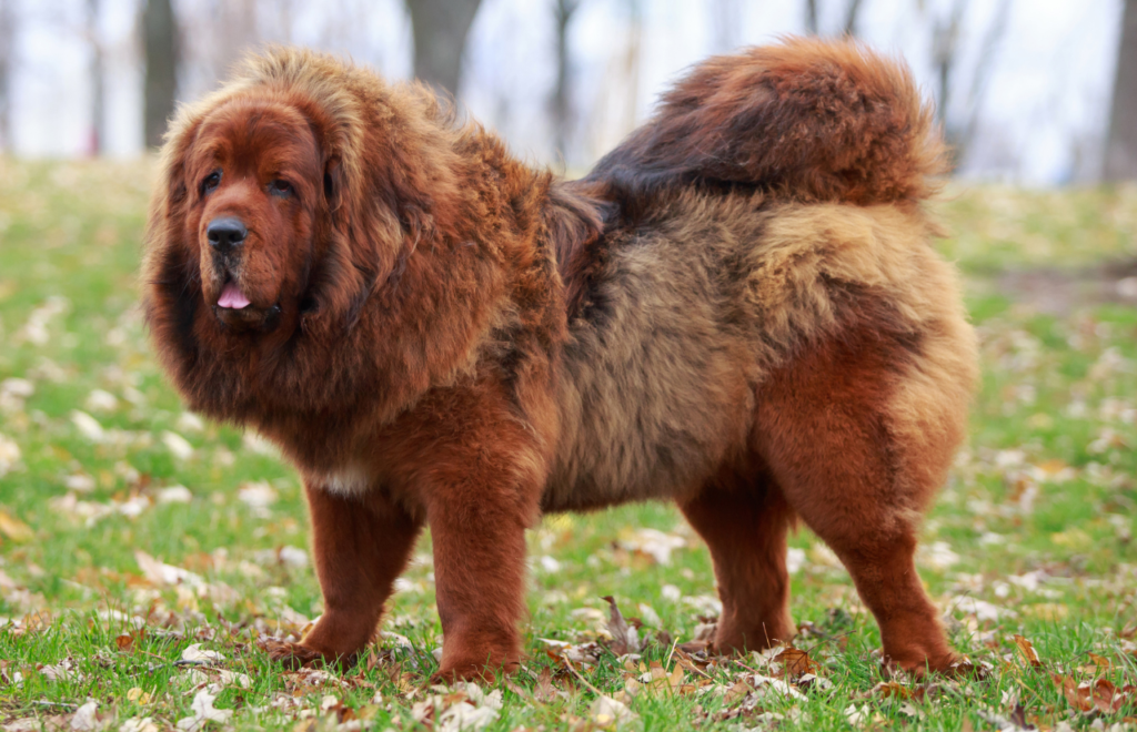 Tibetan Mastiff