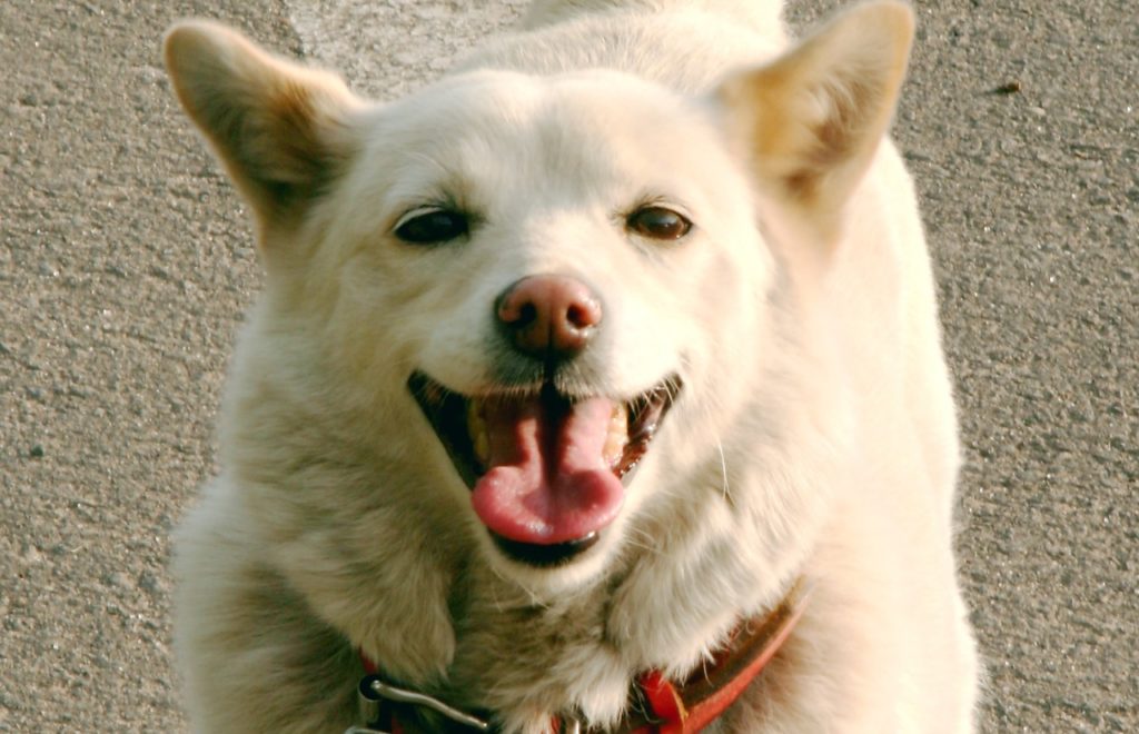 japan dog breeds