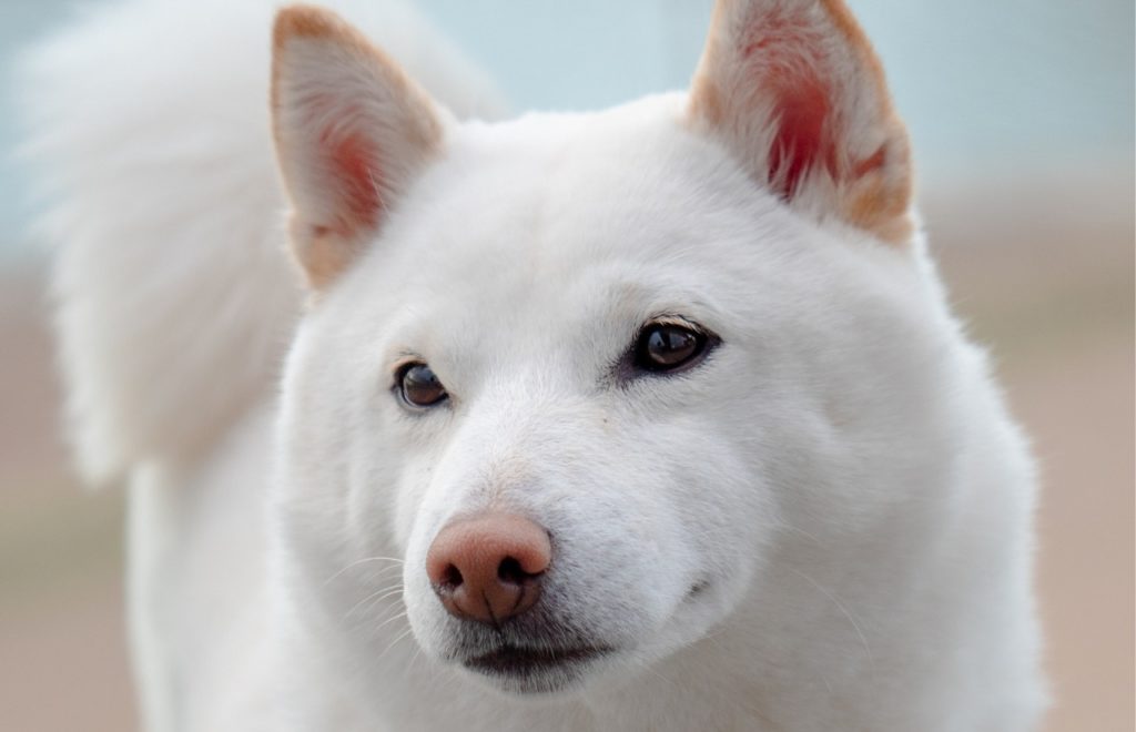 popular japanese breeds