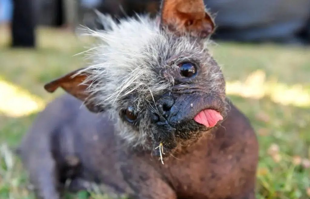 Ugliest Dog in the World