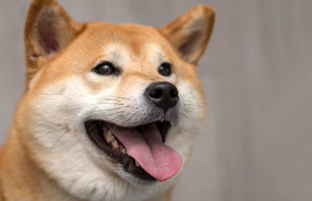 popular japanese dog breeds