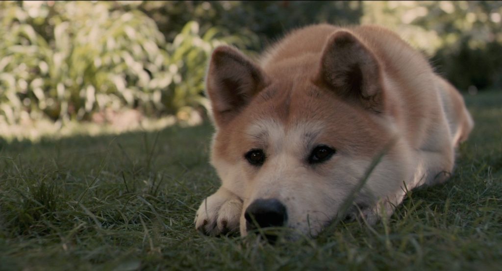 Hachi Akita